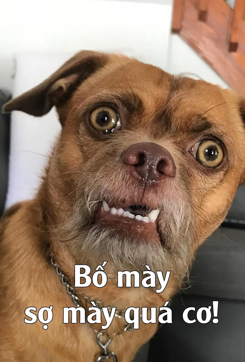 Thách thức mọi nỗi sợ với meme không sợ đậm cá tính.