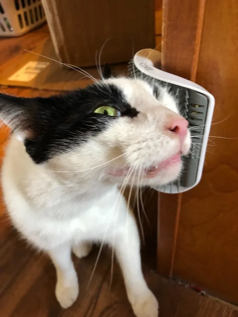 Khắc họa sự hoảng hốt dễ thương qua meme sợ quá cơ.