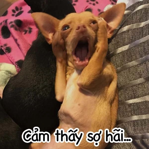 Cảm xúc hoảng hốt chân thực được tái hiện qua meme sợ quá sợ quá.