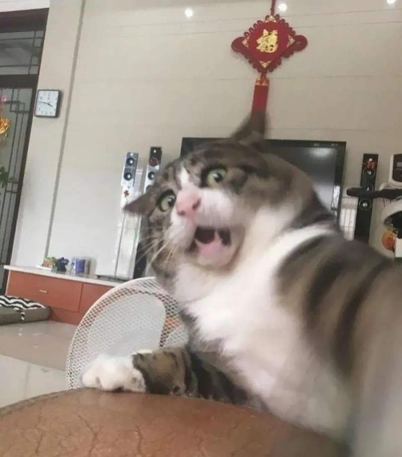 Hình ảnh hài hước và đầy thách thức với meme ai sợ thì đi về.