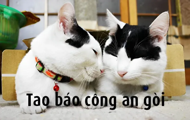 Chú công an ơi! Meme này sẽ khiến bạn cười lăn lộn vì quá dễ thương.