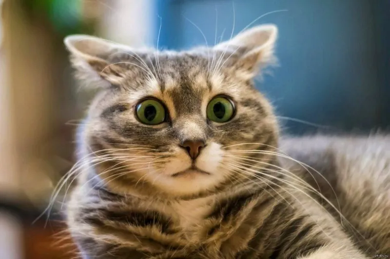 Meme bất ngờ chưa là sự lựa chọn hàng đầu để bắt trend vui nhộn