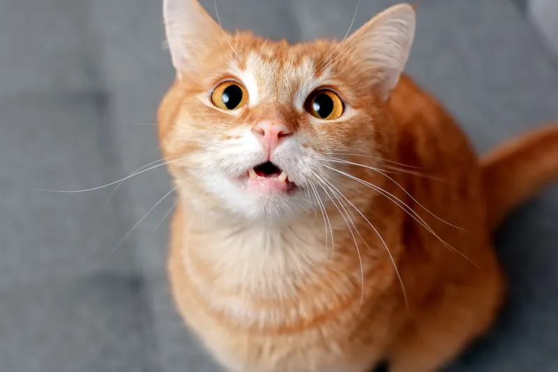 Mặt bất ngờ meme luôn khiến người xem cười ra nước mắt vì biểu cảm độc đáo
