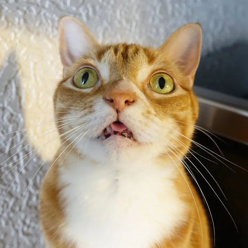 Meme gấu trúc bất ngờ là hình ảnh giải trí không thể thiếu trong cuộc sống