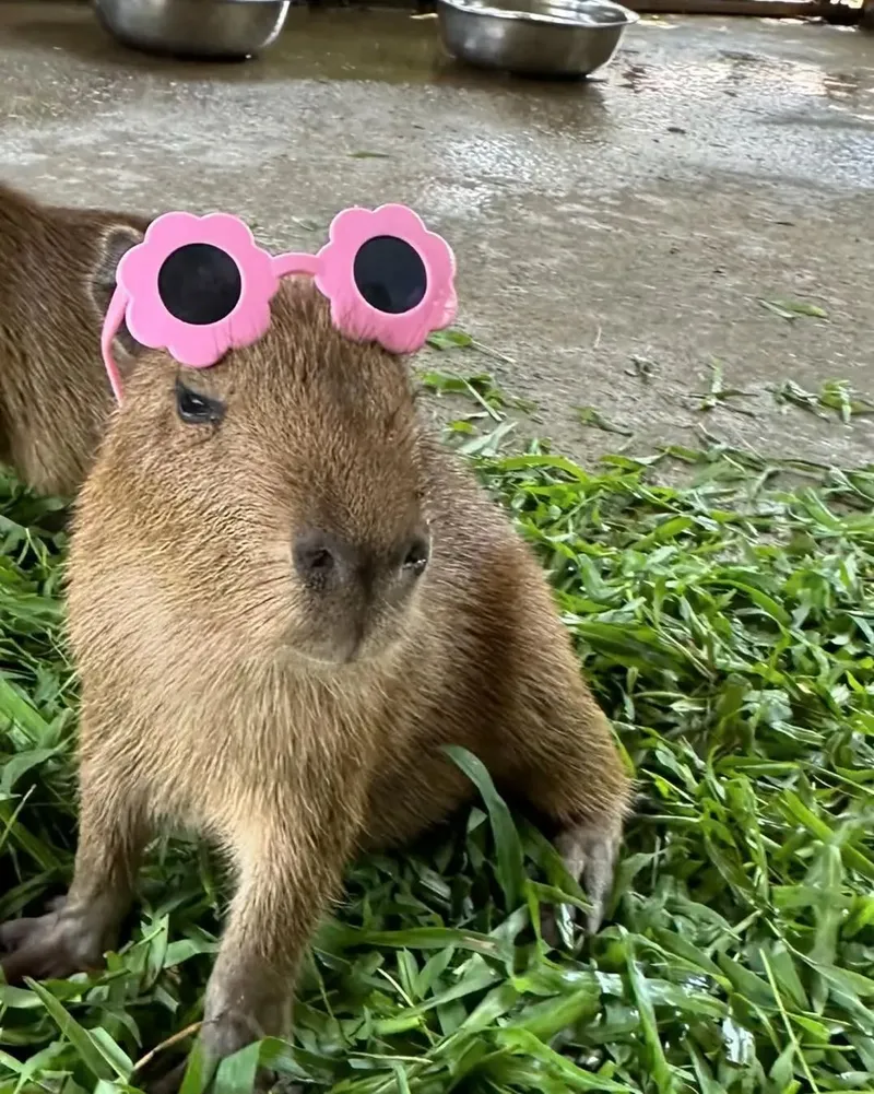 Capybara meme lái xe, một hình ảnh vui nhộn cực kỳ dễ thương.