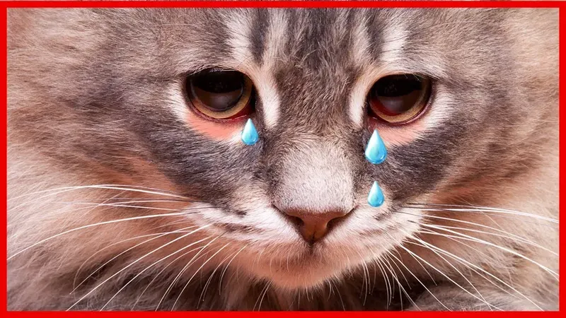 Sự kết hợp giữa nụ cười và nước mắt trong meme sẽ khiến bạn không thể ngừng cười.