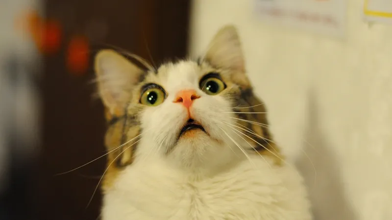 Đừng bỏ lỡ meme mèo dành riêng cho những pha phản ứng đỉnh cao