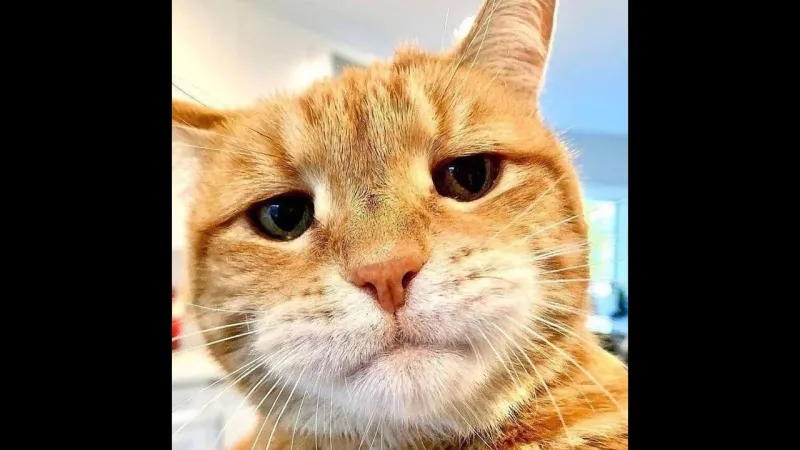 Cười thả ga với loạt meme Jerry độc đáo và sáng tạo nhất
