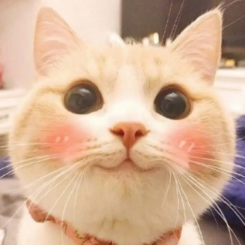 Biểu cảm giận dữ từ mèo meme khiến bạn không thể ngừng cười