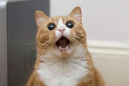 Frieren meme face đem lại cảm giác hài hước độc đáo cho fan manga