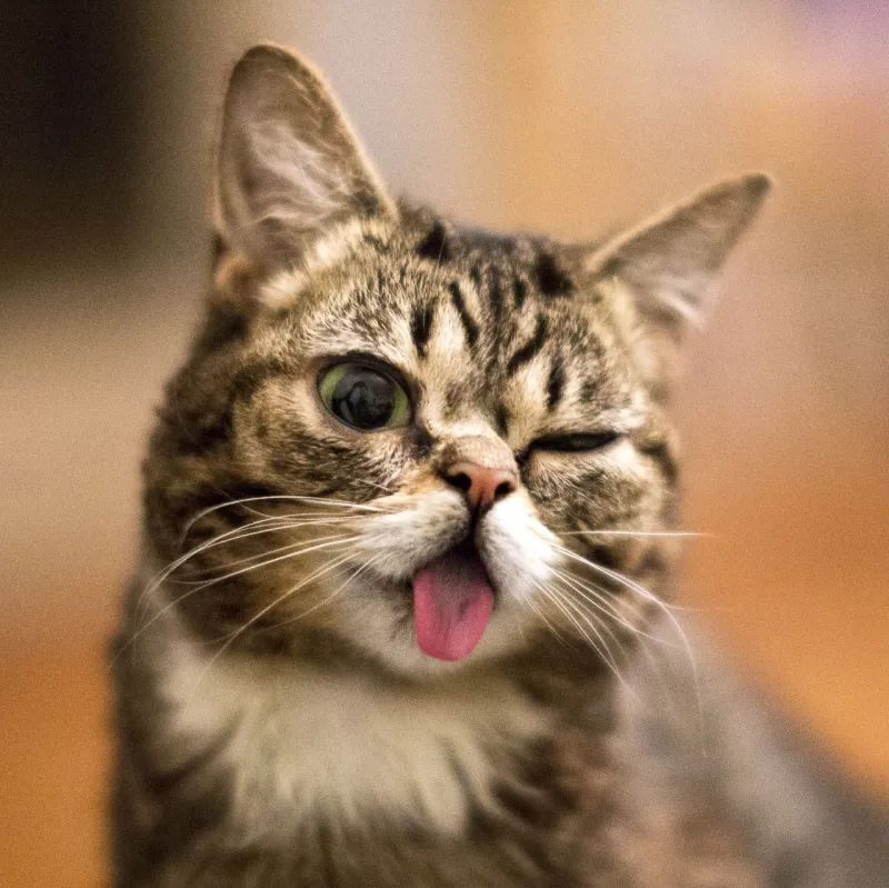Meme rizz face giúp bạn chinh phục mọi cuộc trò chuyện bằng sự hài hước