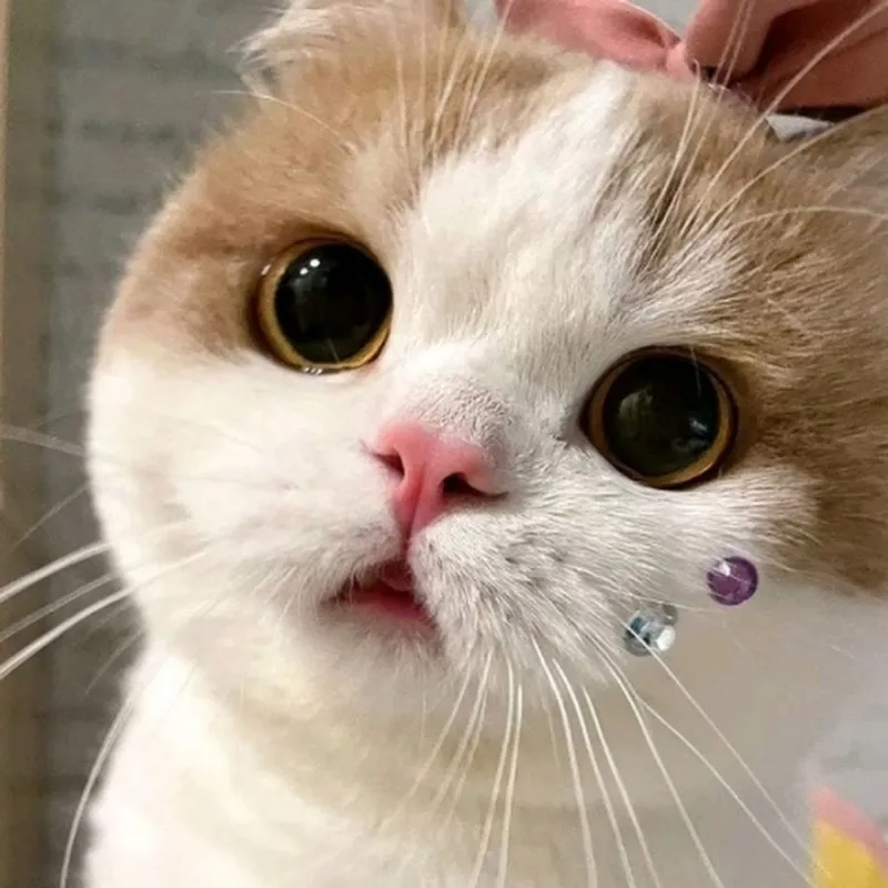 Biểu cảm Jerry meme độc lạ đang chiếm sóng trên các nền tảng mạng xã hội