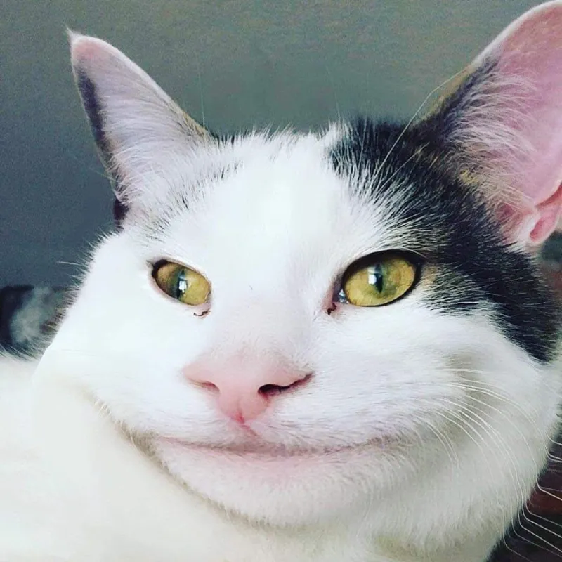 Jerry với meme mặt bá đạo khiến ai cũng phải bật cười ngay lần đầu thấy