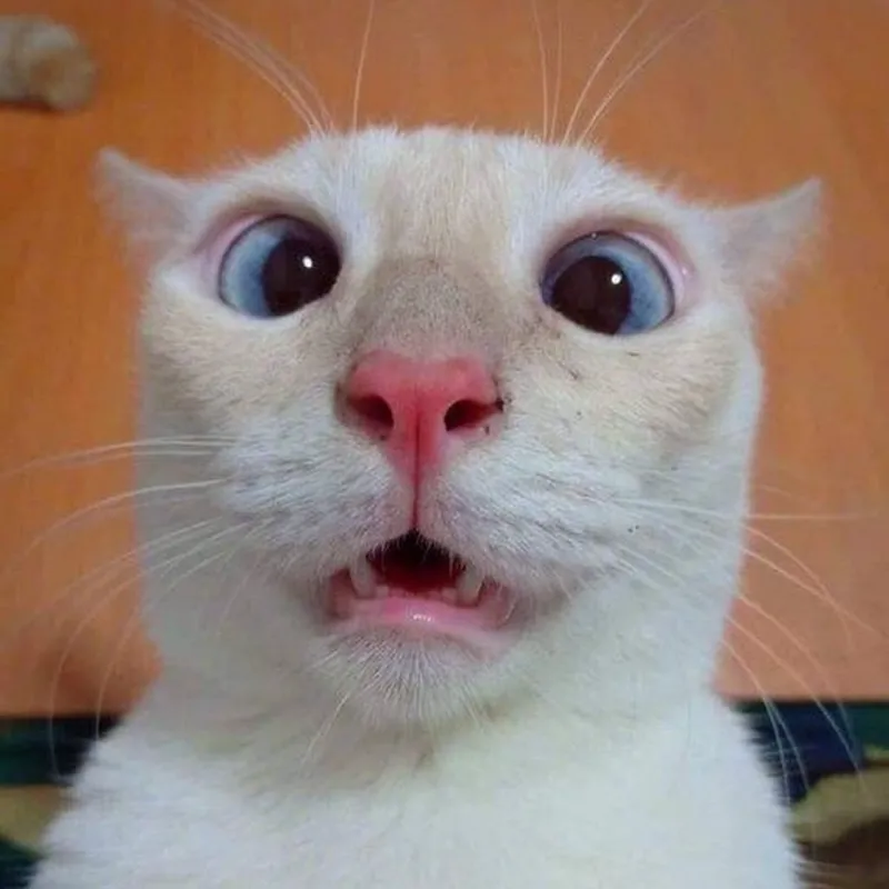 Tải ngay meme Jerry với biểu cảm hài hước cho mọi tình huống thú vị