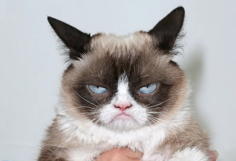 Đổi ngay avatar Facebook bằng meme hài để thêm phần cá tính và vui nhộn