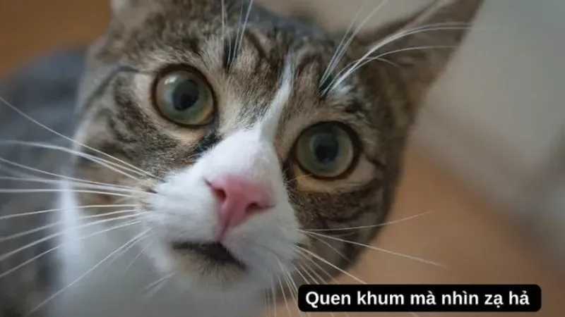 Nhộn hài meme chuột hamster mang đến những khoảnh khắc cực kỳ thú vị và dễ thương.