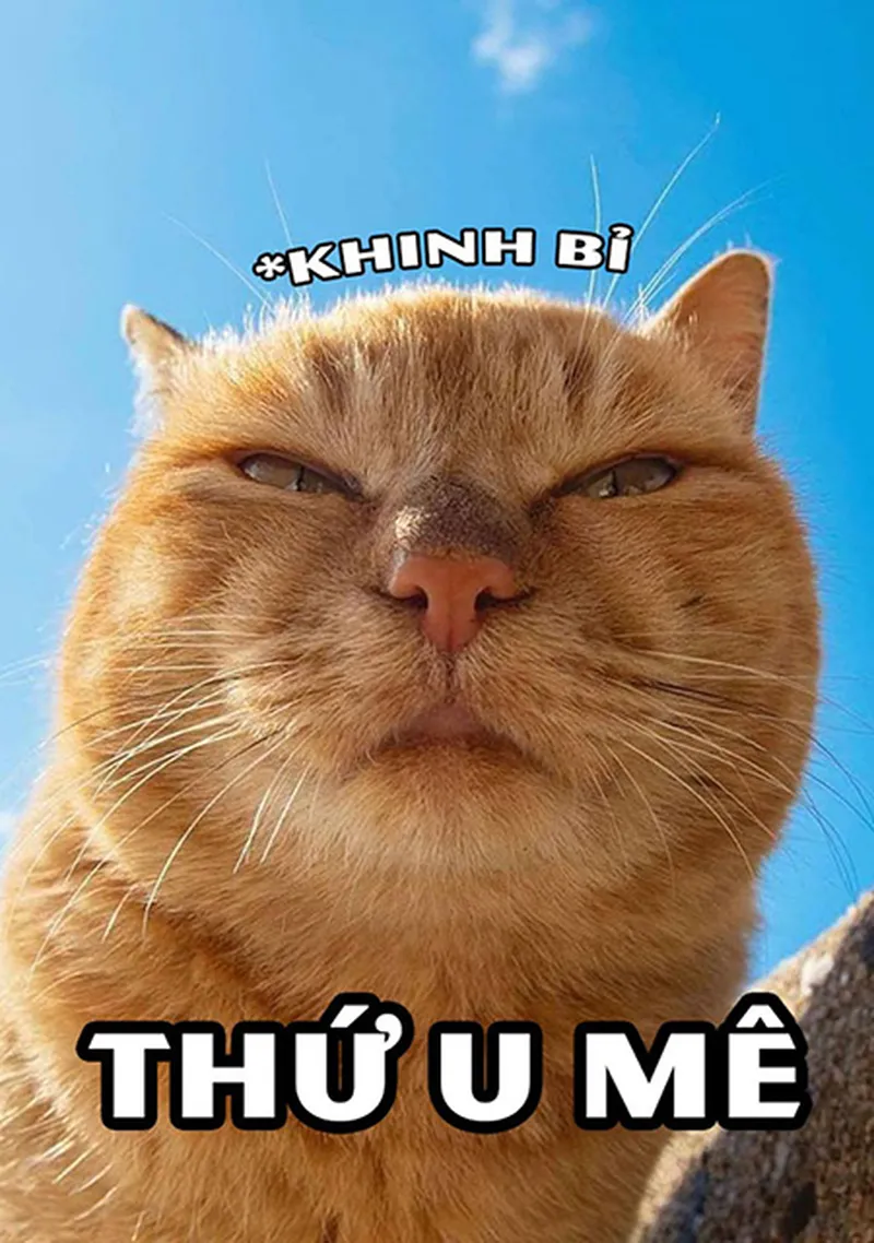Chế ảnh meme hài hước sẽ giúp bạn tạo ra những bức ảnh vừa sáng tạo vừa vui nhộn.