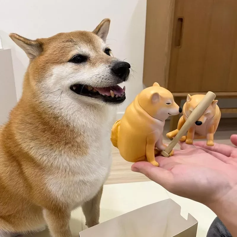 Ảnh meme cheem cheems mang đến những biểu cảm ngộ nghĩnh không thể cưỡng lại.