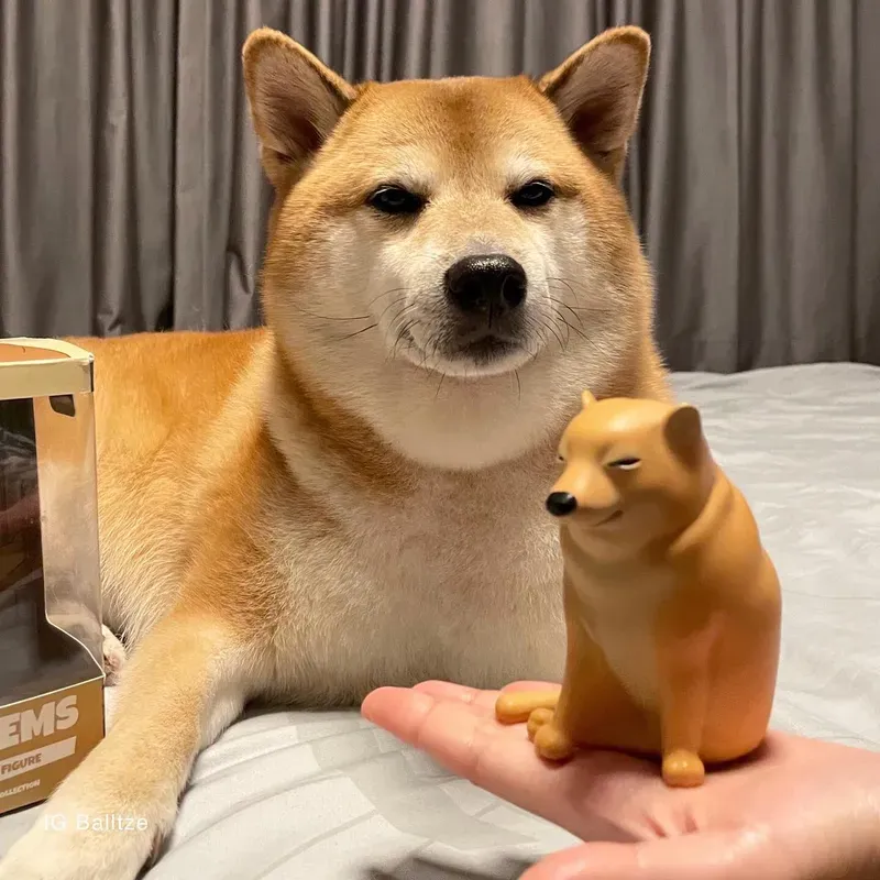 Ảnh meme Cheem Cheems là sự kết hợp tuyệt vời giữa hài hước và dễ thương, khiến bạn không thể nhịn cười.