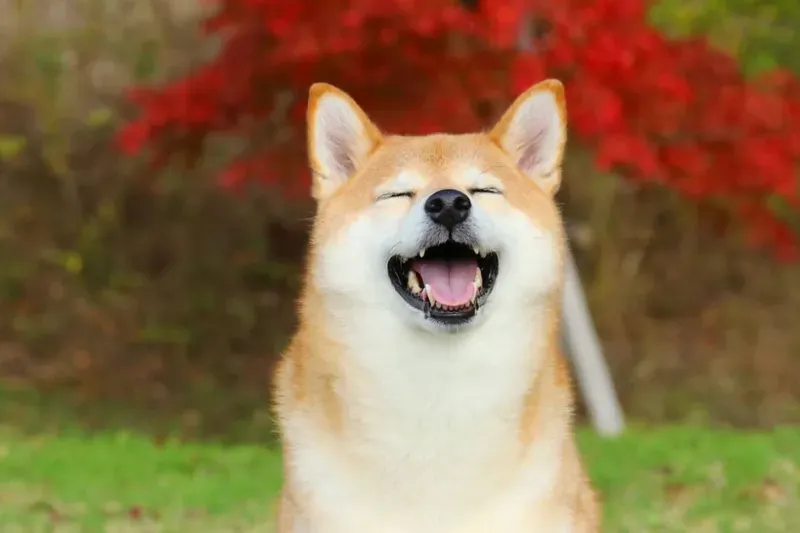 Hình ảnh meme Cheems meme cực kỳ thú vị và hài hước, làm sáng bừng không gian.