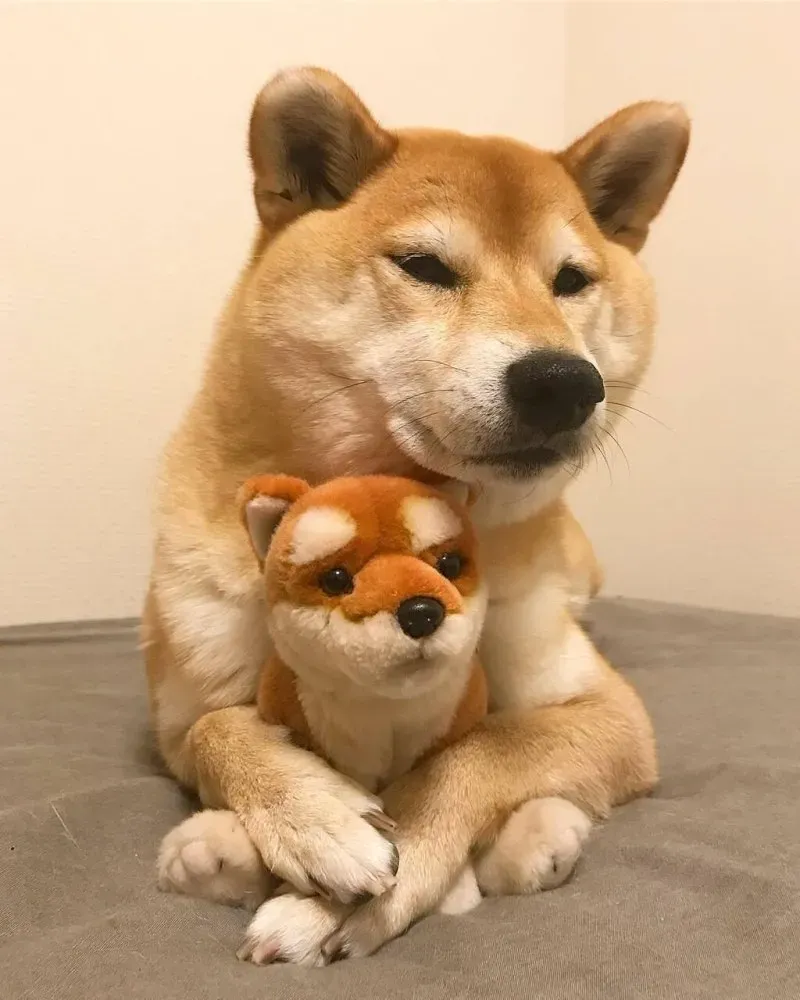 Hình ảnh meme Cheems cực kỳ ngộ nghĩnh và hài hước, không thể bỏ qua.