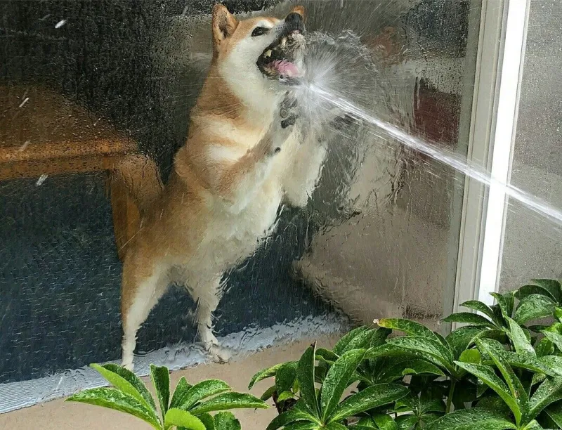 Meme cheems khóc ghi lại khoảnh khắc ngộ nghĩnh pha chút buồn bã đầy hài hước.