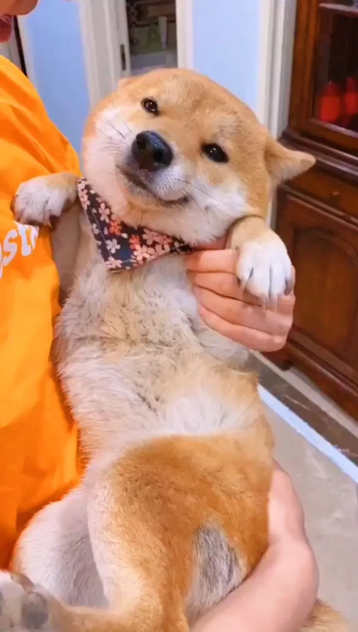 Meme chó cheems gây bão mạng xã hội với loạt biểu cảm dí dỏm đầy sáng tạo.