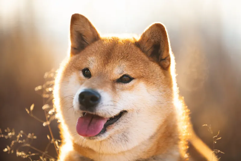 Meme cheems bất ngờ luôn khiến người xem bật cười với những tình huống khó đoán.