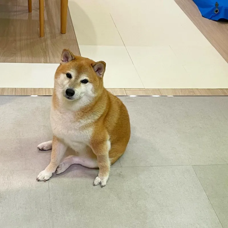 Cheems meme buồn mang lại sự đồng cảm và tiếng cười nhờ biểu cảm đáng yêu.