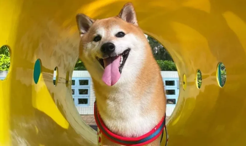 Cheems meme chó là lựa chọn tuyệt vời để làm phong phú thêm các bài đăng hài hước.