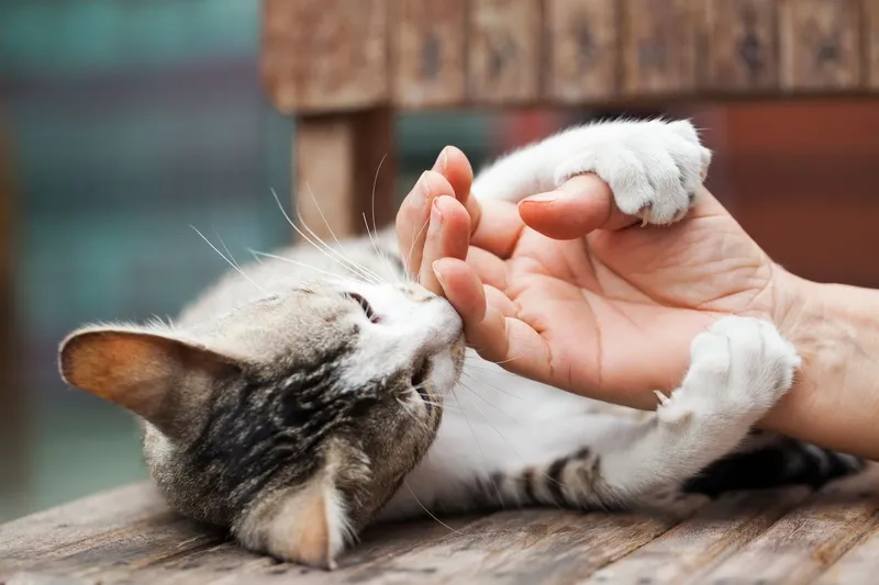 Meme chó cắn miếng thịt cực kỳ đáng yêu và hài hước, khiến ai cũng thích thú.