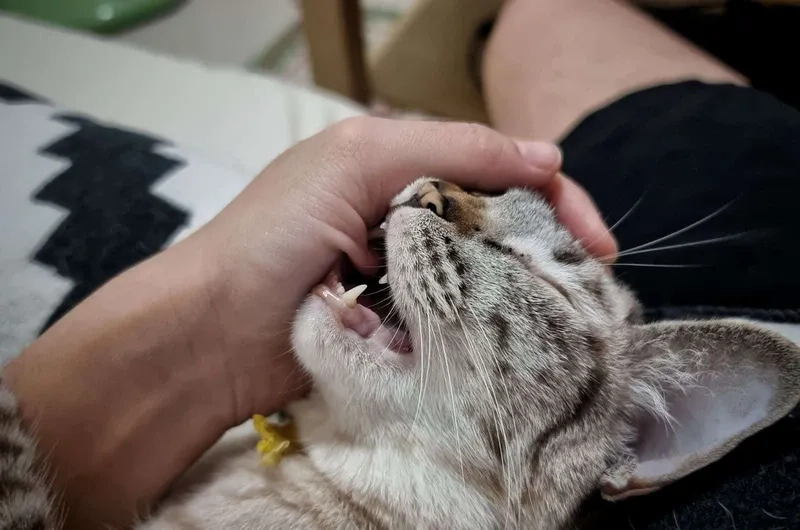 Cá cắn câu meme cực kỳ vui nhộn và khiến người xem không thể nhịn cười.