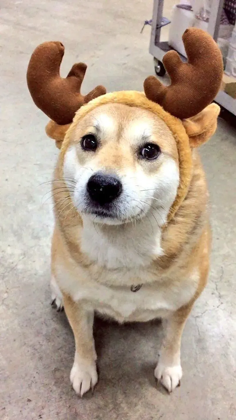 Ảnh chó Shiba meme sẽ khiến bạn yêu thích ngay với sự hài hước và dễ thương.