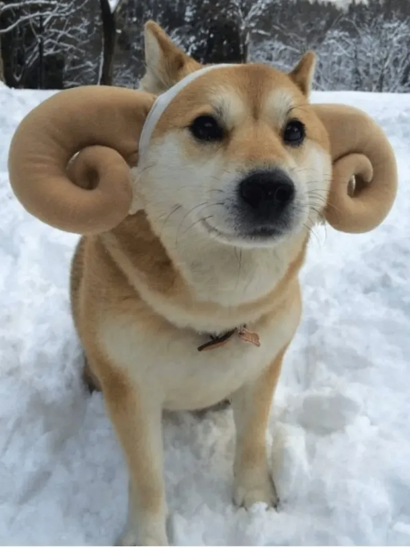 Chó Shiba cười meme làm bạn không thể nhịn được cười với biểu cảm tươi vui.