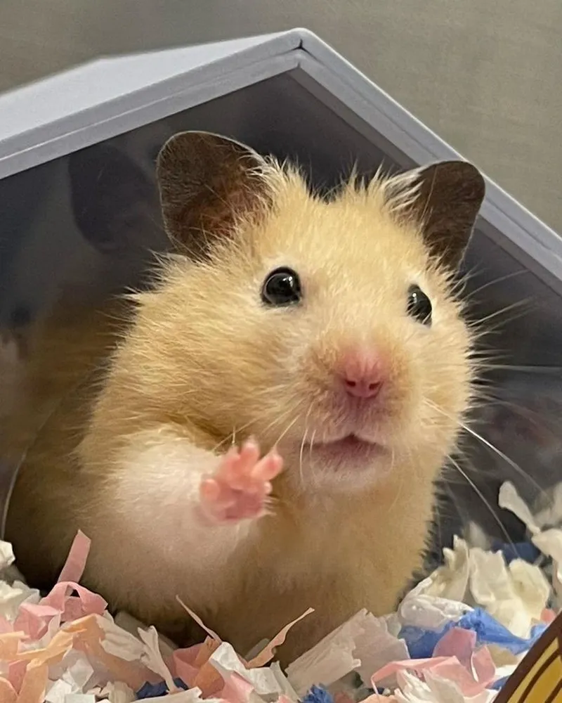 Ảnh meme chuột hamster đem lại tiếng cười và sự dễ thương cho người xem.