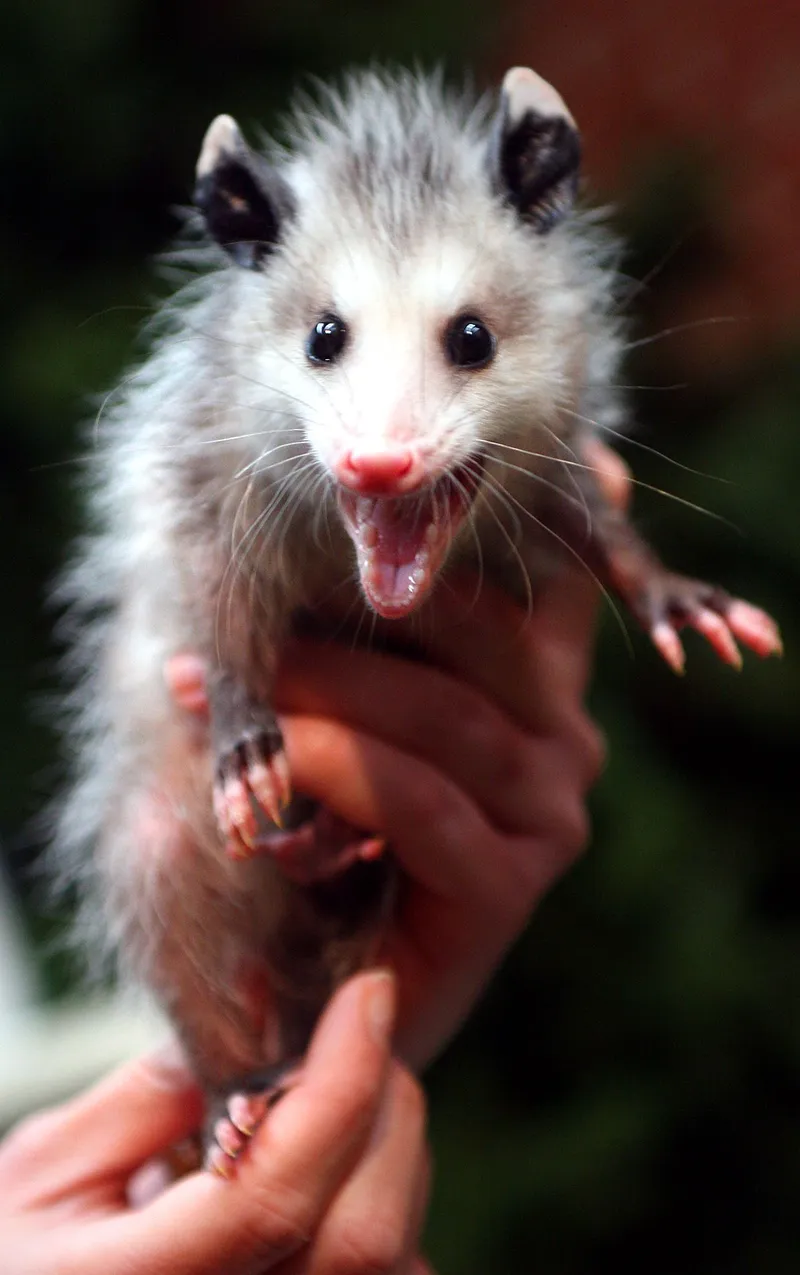 Meme ảnh chuột hamster cute khiến bạn không thể không yêu thích ngay từ cái nhìn đầu tiên.