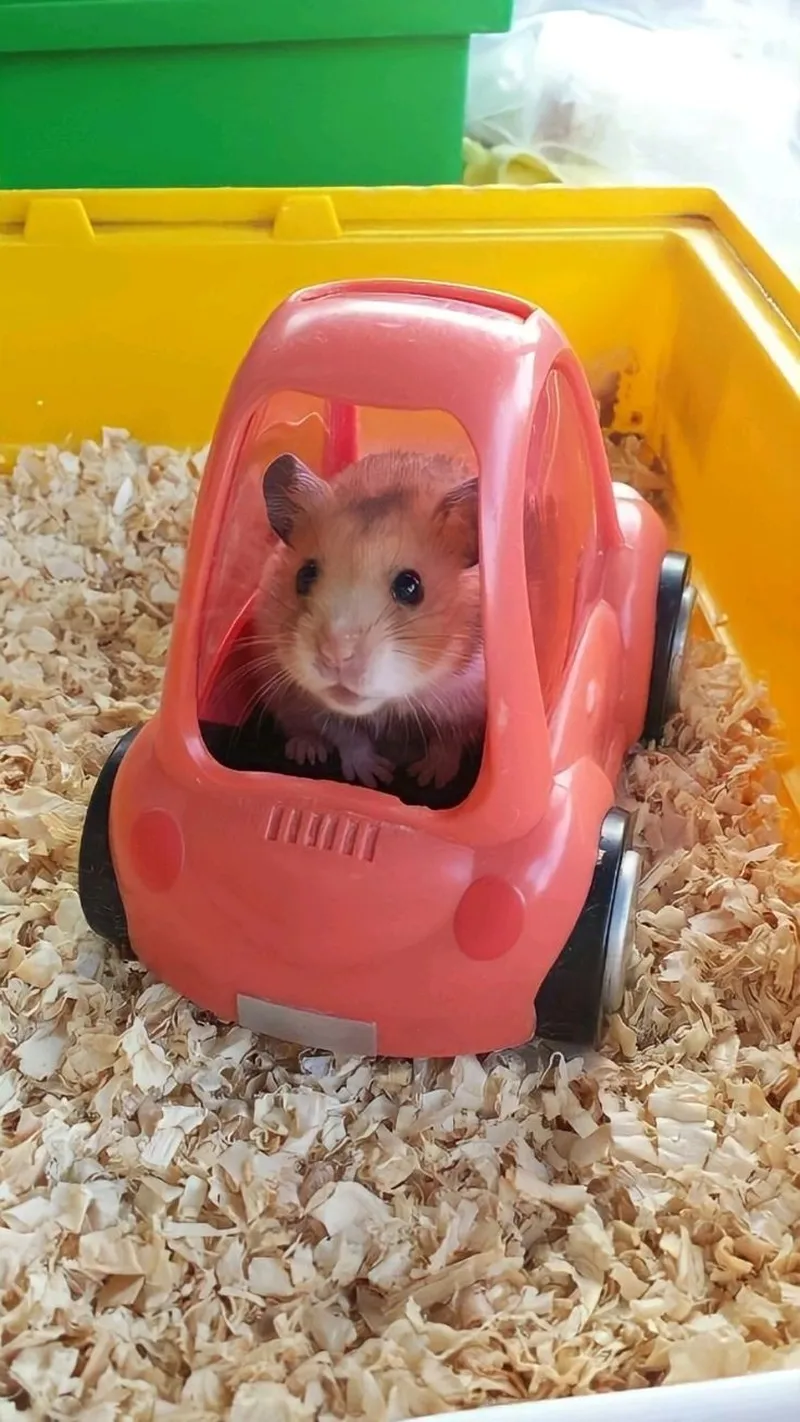 Ảnh meme chuột hamster luôn khiến người xem cười không ngừng.