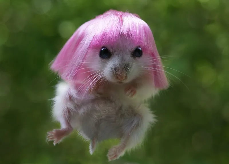 Meme chuột hamster hài hước là sự kết hợp hoàn hảo giữa dễ thương và vui nhộn.