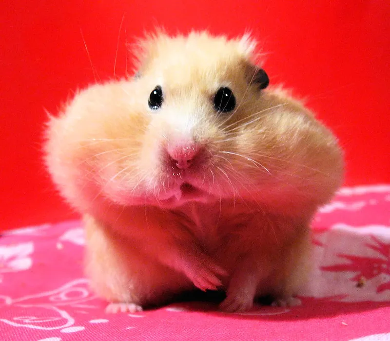 Chuột hamster meme với hình ảnh dễ thương tạo nên không gian giải trí vui nhộn.