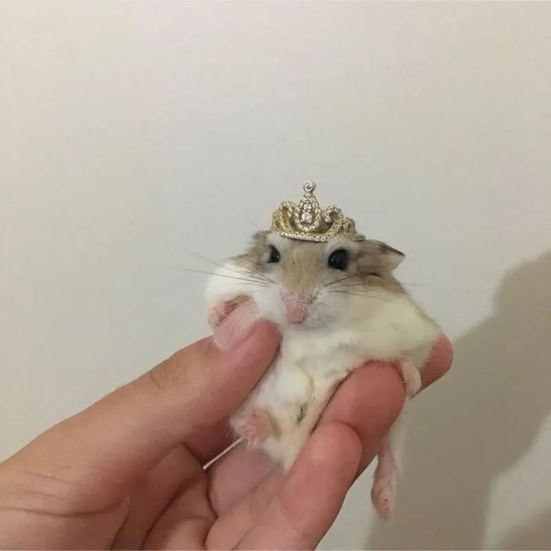 Meme chuột hamster cute dễ dàng làm tan chảy trái tim người xem với sự dễ thương.