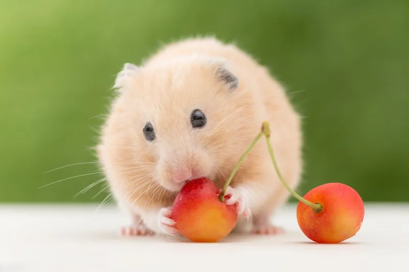 Meme chuột hamster nhộn nhịp, tạo tiếng cười cho người xem ngay lập tức.