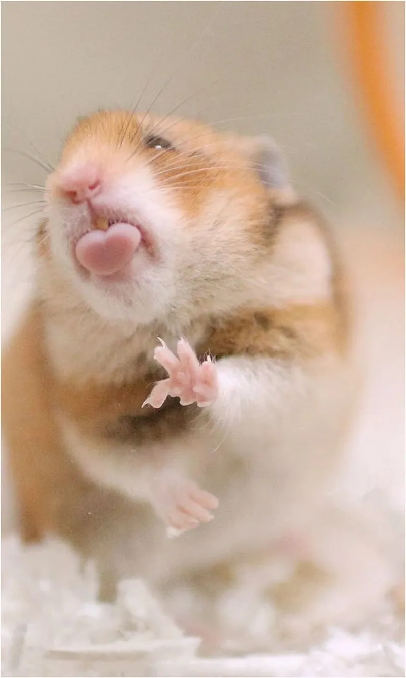 Những ảnh meme chuột hamster hài hước khiến bạn không thể nhịn cười.