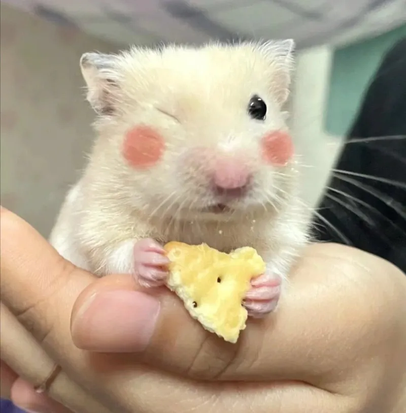 Meme chuột hamster vui nhộn luôn đem lại những phút giây giải trí không thể bỏ lỡ.