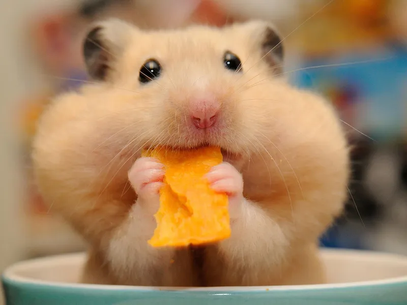 Meme chuột hamster dễ thương luôn là sự lựa chọn hoàn hảo cho mọi người.
