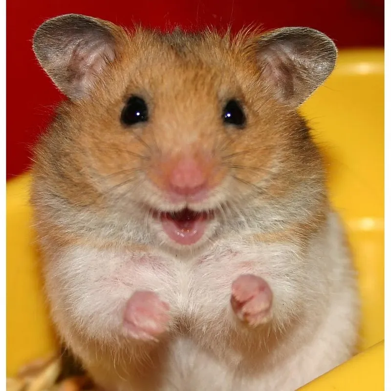 Meme chuột hamster cầm thánh giá tạo nên một biểu cảm độc đáo và vui nhộn.