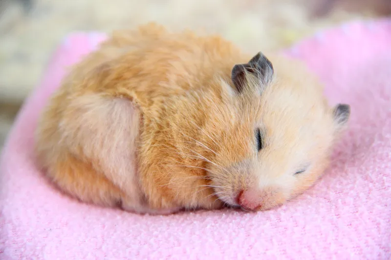 Meme chuột hamster bear cực kỳ đáng yêu và thú vị, bạn sẽ không muốn bỏ qua.