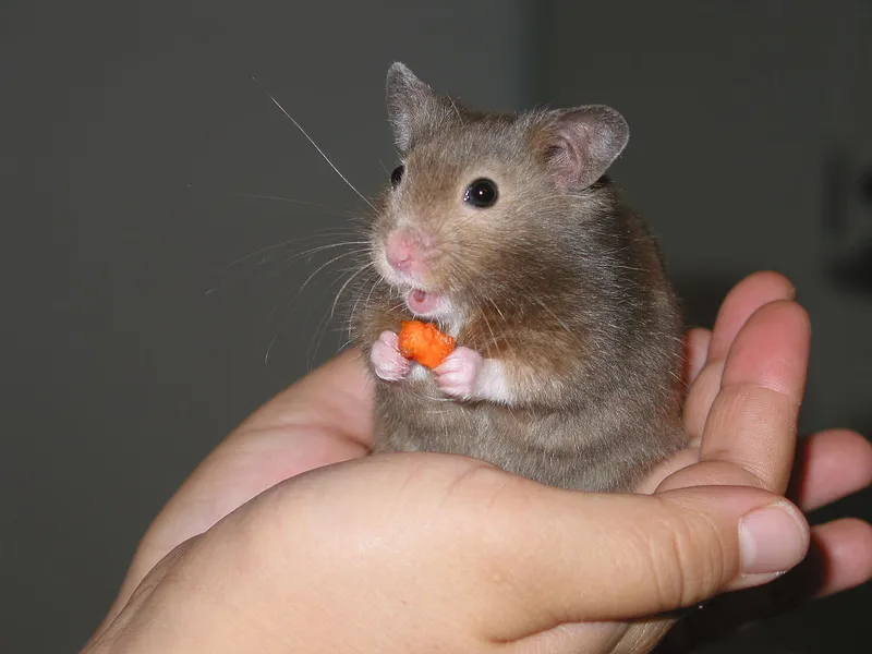 Meme chuột hamster sợ hãi mang đến sự hài hước và đáng yêu.