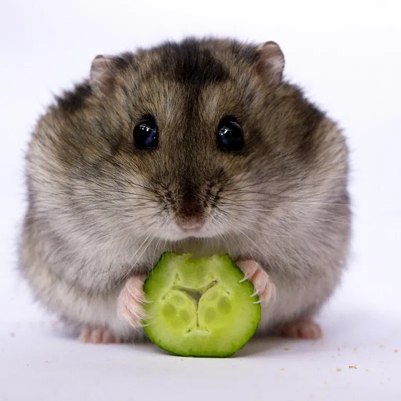 Meme chuột hamster với đôi mắt to tròn cực kỳ thu hút người xem.