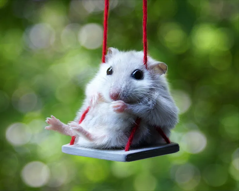 Meme chuột hamster đuôi dài cực kỳ dễ thương và vui nhộn.