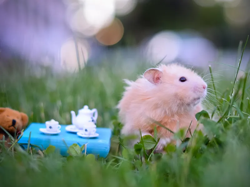 Meme chuột hamster siêu đáng yêu, mang đến tiếng cười cho mọi người.